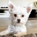 All White Yorkie Puppy