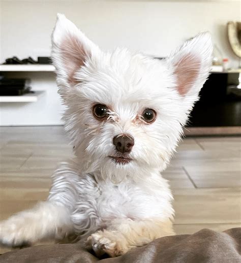 All White Yorkie Puppy