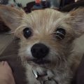 Apple Head Chihuahua Yorkie Mix