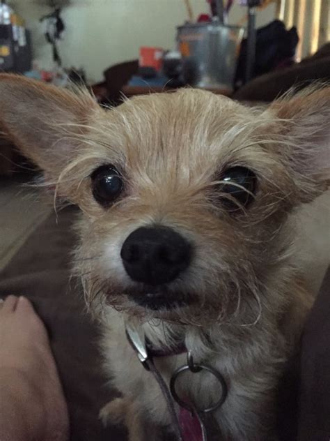 Apple Head Chihuahua Yorkie Mix