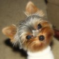 Are Female Yorkies Hard To Potty Train