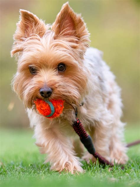 Are Male Yorkies Easier to Train?