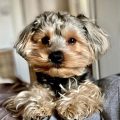 Are Male Yorkies Hard To Potty Train