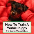 Are Yorkie Puppies Easy To Potty Train