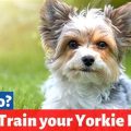 Are Yorkie Puppies Hard To Potty Train