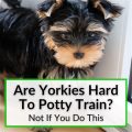 Are Yorkies Difficult To Potty Train