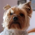 Are Yorkies Easy To House Train