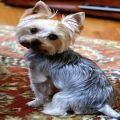 Are Yorkies Easy To Housebreak