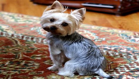 Are Yorkies Easy To Housebreak