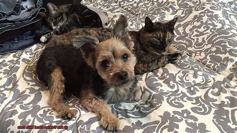 Are Yorkies Good With Cats