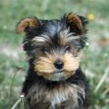 Are Yorkies Good with Kids? Training Tips