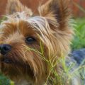 Are Yorkies Good with Other Pets?