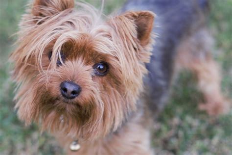 Are Yorkies Good with Small Children?