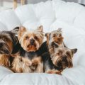 Are Yorkies Hard To House Train