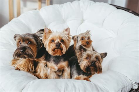 Are Yorkies Hard To House Train