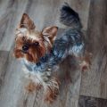 Are Yorkies Hard To Housebreak