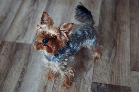 Are Yorkies Hard To Housebreak