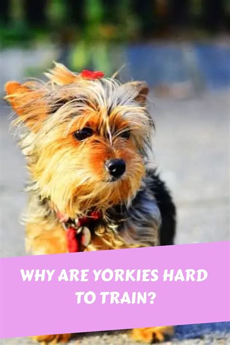 Are Yorkies Hard To Housetrain