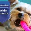 Are Yorkies Jealous Dogs? Understanding Their Behavior