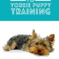 Are Yorkies Quick Learners? Training Tips