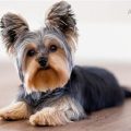 Are Yorkies Smart