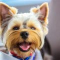 Are Yorkies Smart Dogs