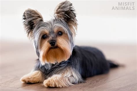 Are Yorkies Smart