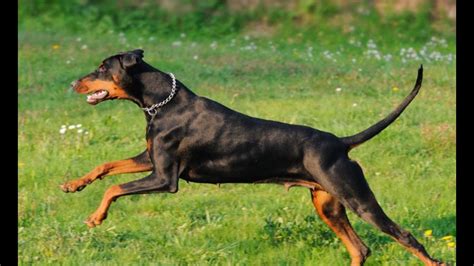 Are Yorkies good guard dogs?