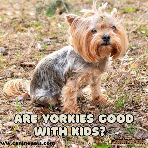 Are Yorkies good with kids?