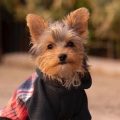 Are Yorkies protective?