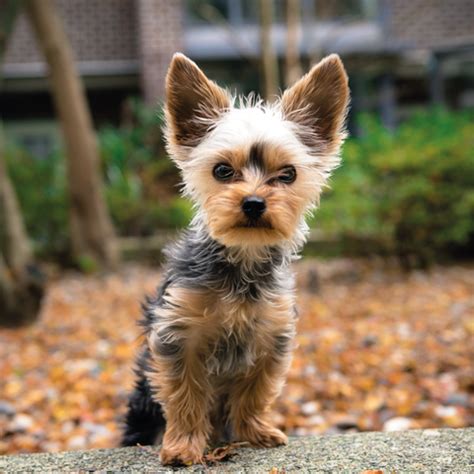 Are Yorkies territorial?