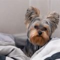 Are Yorkshire Terriers Actually Low-Maintenance?