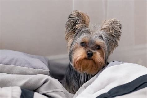 Are Yorkshire Terriers Actually Low-Maintenance?