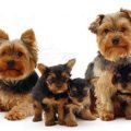 Are Yorkshire Terriers Good Family Dogs?