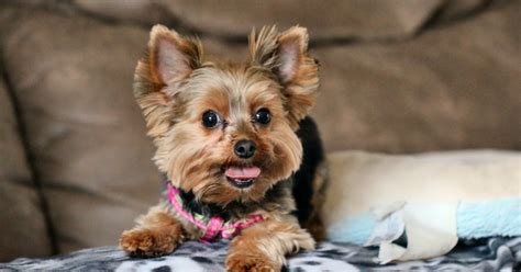 Are Yorkshire Terriers Hard To Potty Train