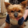 Are Yorkshire Terriers Smart