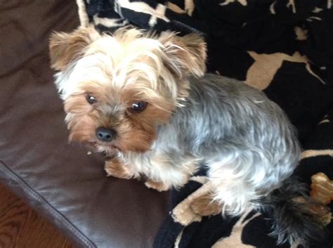 Are Yorkshire Terriers Suitable for New Owners?