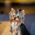 Are Yorkshire Terriers Yappy