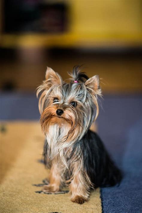 Are Yorkshire Terriers Yappy