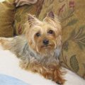 Australian Silky Terrier Yorkie Mix