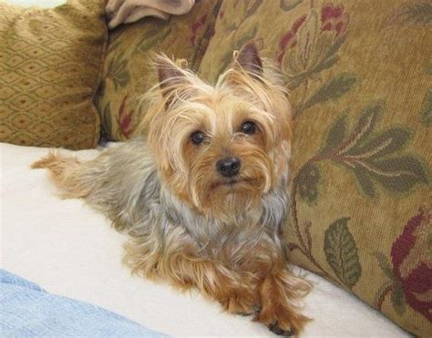 Australian Silky Terrier Yorkie Mix