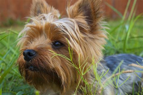 Australian Yorkies