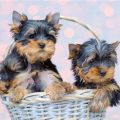 Average Cost Of A Teacup Yorkie