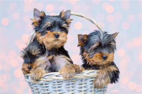 Average Cost Of A Teacup Yorkie