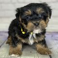 Average Price Of Yorkie Poo Puppies