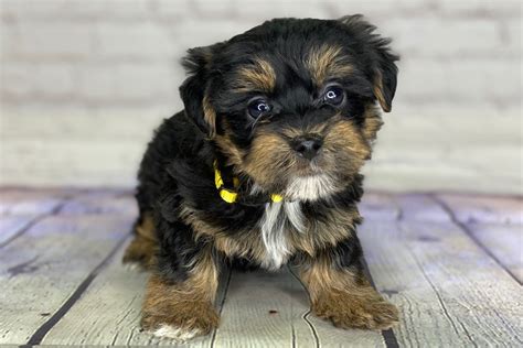 Average Price Of Yorkie Poo Puppies