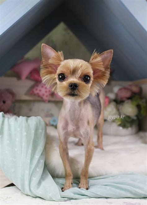 Bald Yorkie