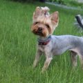 Bald Yorkies