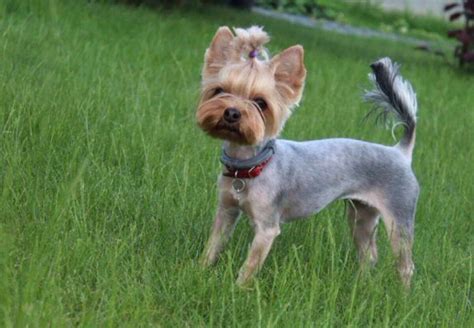 Bald Yorkies