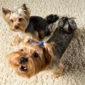 Barking Yorkies